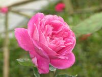 Cameron_Highland_Rosenfarm_IMG_0232