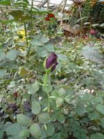 Cameron_Highland_Rosenfarm_P1050138