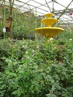 Cameron_Highland_Rosenfarm_P1050140