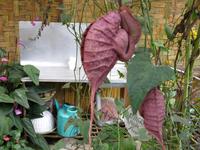 Cameron_Highland_Rosenfarm_IMG_0235