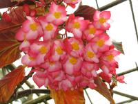 Cameron_Highland_Rosenfarm_IMG_0237