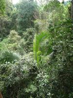 Taman_Negara_Canopy_Walk_P1050057