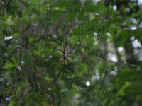 Taman_Negara_Dschungelwanderung_IMG_0183