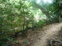 Taman_Negara_Dschungelwanderung_P1050090