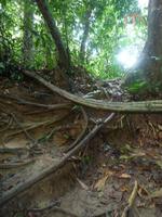 Taman_Negara_Dschungelwanderung_P1050091