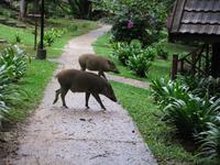Taman_Negara_Mutiara_Resort_Tiere_IMG_0206