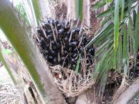 Cameron_Highland_Palmenfarm_IMG_0215