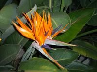 Cameron_Highland_Strawberry_Park_Hotel_P1050124