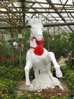 Cameron_Highland_Rosenfarm_IMG_0241