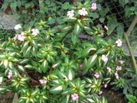 Cameron_Highland_Rosenfarm_IMG_0242