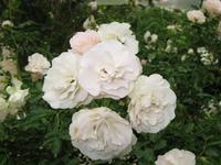 Cameron_Highland_Rosenfarm_IMG_0243