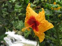 Cameron_Highland_Rosenfarm_IMG_0249