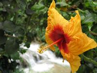 Cameron_Highland_Rosenfarm_IMG_0250