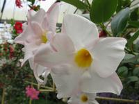 Cameron_Highland_Rosenfarm_IMG_0253