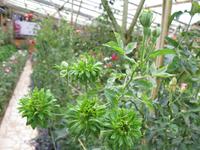 Cameron_Highland_Rosenfarm_IMG_0254