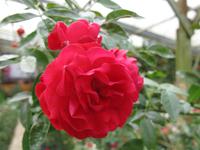 Cameron_Highland_Rosenfarm_IMG_0255