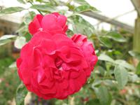 Cameron_Highland_Rosenfarm_IMG_0256