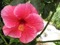 Cameron_Highland_Rosenfarm_IMG_0258