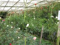 Cameron_Highland_Rosenfarm_IMG_0259