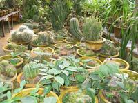 Cameron_Highland_Rosenfarm_IMG_0260