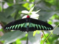 Cameron_Highland_Schmetterling_und_Reptilienfarm_IMG_0262