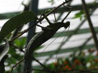 Cameron_Highland_Schmetterling_und_Reptilienfarm_IMG_0263