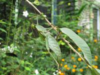 Cameron_Highland_Schmetterling_und_Reptilienfarm_IMG_0264