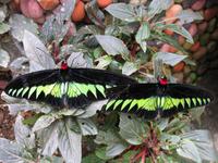 Cameron_Highland_Schmetterling_und_Reptilienfarm_IMG_0265