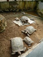 Cameron_Highland_Schmetterling_und_Reptilienfarm_P1050143