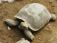 Cameron_Highland_Schmetterling_und_Reptilienfarm_IMG_0267