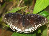 Cameron_Highland_Schmetterling_und_Reptilienfarm_IMG_0268