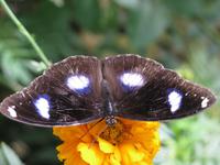 Cameron_Highland_Schmetterling_und_Reptilienfarm_IMG_0271