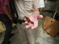 Cameron_Highland_Schmetterling_und_Reptilienfarm_P1050162