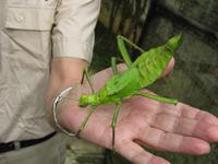 Cameron_Highland_Schmetterling_und_Reptilienfarm_IMG_0278