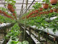 Cameron_Highland_Schmetterling_und_Reptilienfarm_IMG_0281