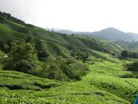 Cameron_Highland_Teeplantage_IMG_0289