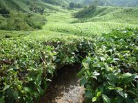 Cameron_Highland_Teeplantage_P1050231