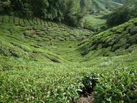 Cameron_Highland_Teeplantage_P1050232
