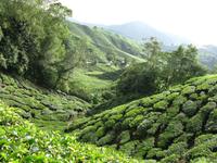 Cameron_Highland_Teeplantage_IMG_0304