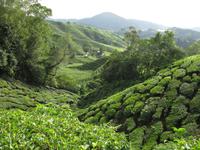 Cameron_Highland_Teeplantage_IMG_0306
