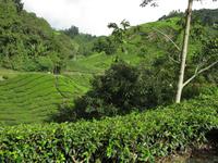 Cameron_Highland_Teeplantage_IMG_0308