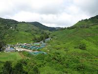 Cameron_Highland_Teeplantage_IMG_0311