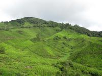 Cameron_Highland_Teeplantage_IMG_0312