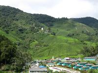 Cameron_Highland_Teeplantage_IMG_0315