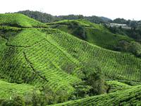 Cameron_Highland_Teeplantage_IMG_0316