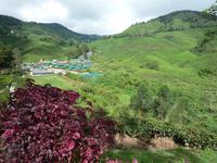 Cameron_Highland_Teeplantage_P1050240
