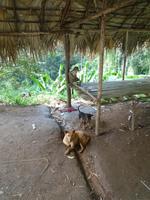 Cameron_Highland_Besuch_bei_Orang_Aslis_P1050242