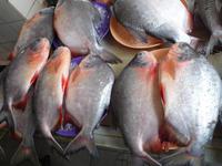 Kuching_Markt_P1050279