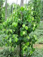 Batang_Ai_Pfefferplantage_IMG_0360