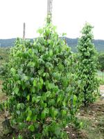 Batang_Ai_Pfefferplantage_IMG_0361